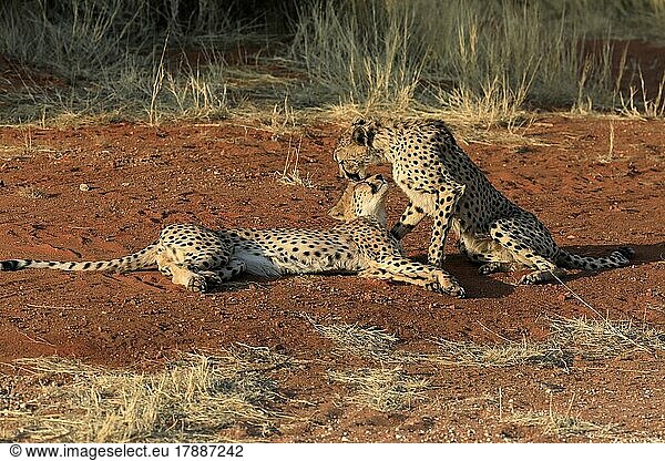 Gepard (Acinonyx jubatus)  adult  zwei Geparden  Sozialverhalten  Tswalu Game Reserve  Kalahari  Nordkap  Südafrika