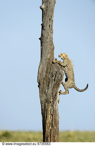 Gepard (Acinonyx jubatus)  Jungtier klettert einen Baum hoch  Masai Mara Nationalreservat  Kenia  Afrika