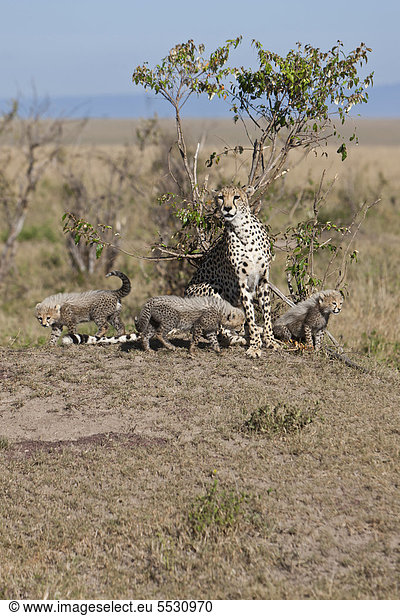 Gepard (Acinonyx jubatus) mit Jungtieren  Masai Mara Naturschutzgebiet  Kenia  Ostafrika  Afrika  ÖffentlicherGrund