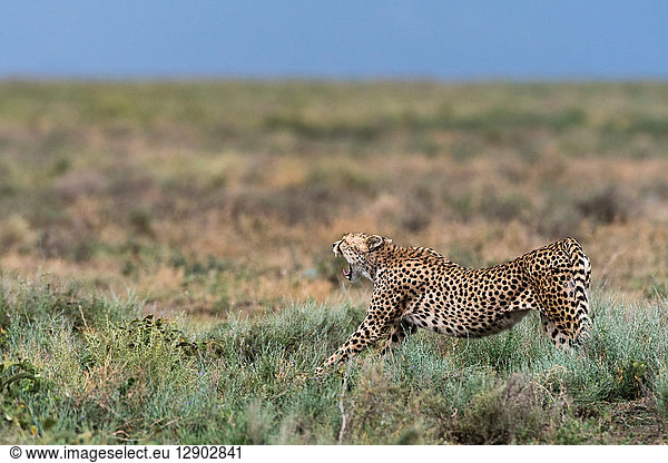 Gepard (Acinonyx jubatus)  Ndutu  Ngorongoro-Schutzgebiet  Serengeti  Tansania