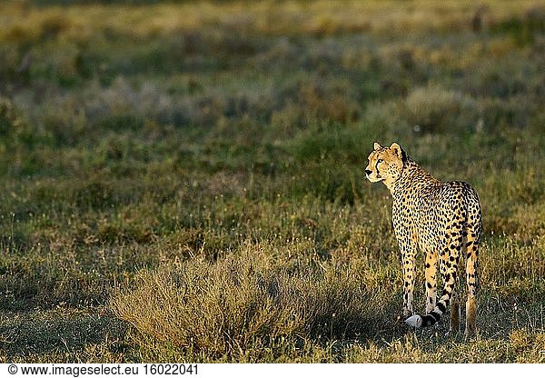 Gepard (Acinonyx jubatus). Ngorongoro-Schutzgebiet (NCA). Tansania.