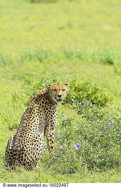Gepard (Acinonyx jubatus). Ngorongoro-Schutzgebiet (NCA). Tansania.