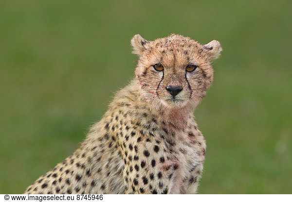 Gepard  Acinonyx jubatus  Portrait  Wachstum  Masai Mara National Reserve  Afrika  junges Raubtier  junge Raubtiere  Hälfte  Kenia