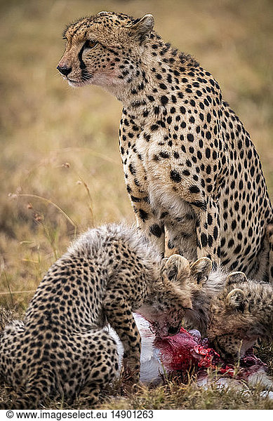 Gepard (Acinonyx jubatus) sieht zu  wie seine Jungen ein erlegtes Tier fressen  Maasai Mara National Reserve; Kenia