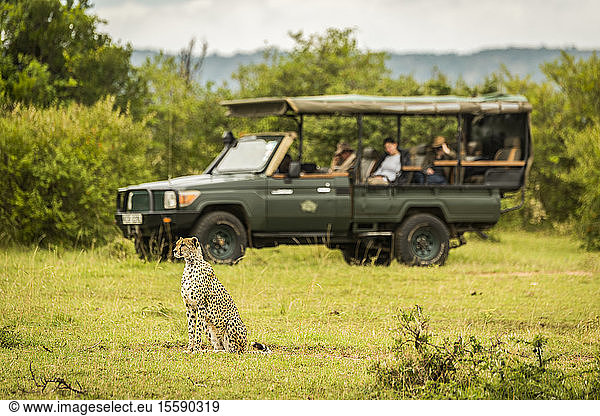 Gepard (Acinonyx jubatus) sitzt im Gras mit Safarifahrzeug und Touristen dahinter  Cottar's 1920s Safari Camp  Maasai Mara National Reserve; Kenia