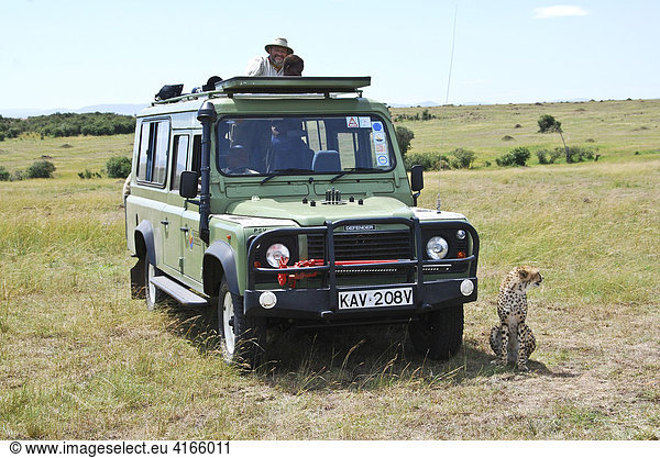 Gepard (acinonyx jubatus ) sitzt neben einem Jeep mit Fotograf und Kamera  Masai Mara National Reservat  Kenia  Afrika