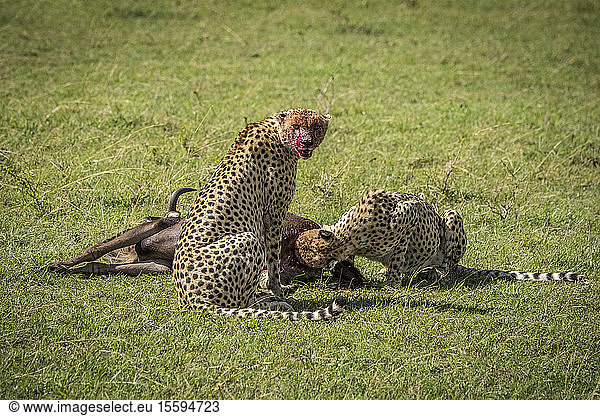 Gepard (Acinonyx jubatus) sitzt und bewacht ein erlegtes Tier  während ein anderes frisst  Klein's Camp  Serengeti National Park; Tansania