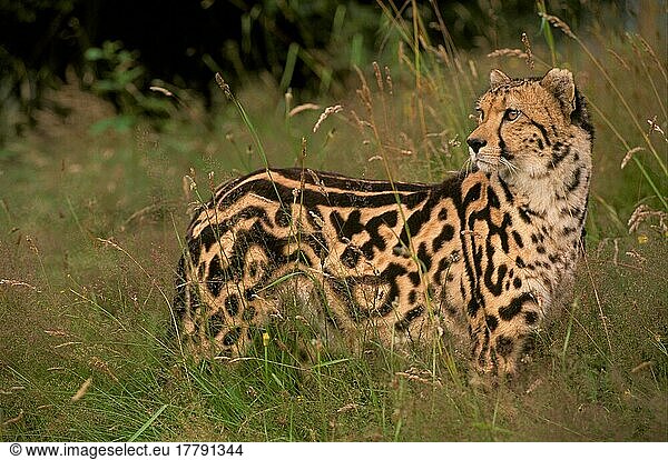 Gepard  Geparde  Raubkatzen  Raubtiere  Säugetiere  Tiere  Cheetah (S) (Acunoyx jubatus) "