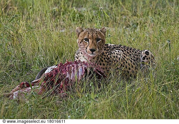 Gepard  Geparde  Raubkatzen  Raubtiere  Säugetiere  Tiere  cheetah with kill (impala)