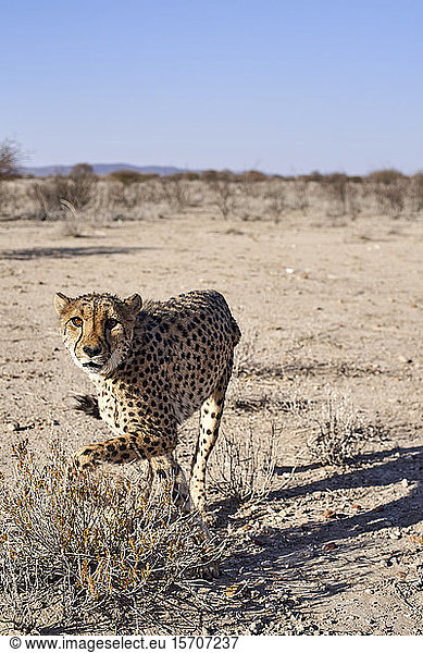 Gepard in der Savanne  Damaraland  Namibia