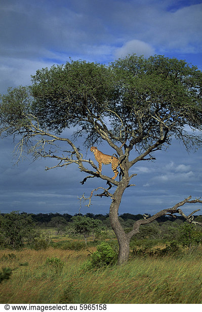 Gepard in einem Baum Krüger Nationalpark Südafrika Afrika