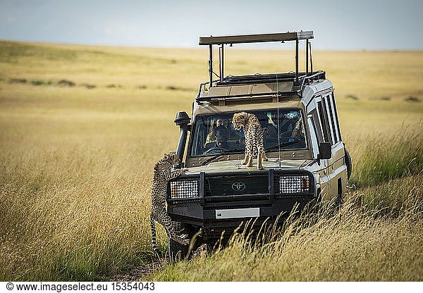 Gepardenjunges (Acinonyx jubatus) beobachtet ein anderes das sich an einen Lastwagen klammert Serengeti; Tansania