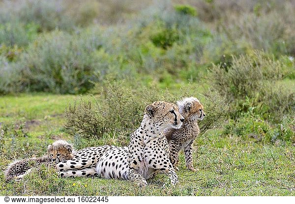 Gepardenweibchen (Acinonyx jubatus) und Jungtiere. Ngorongoro-Schutzgebiet (NCA). Tansania.