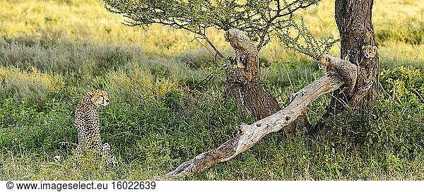 Gepardenweibchen (Acinonyx jubatus) und Jungtiere. Ngorongoro-Schutzgebiet (NCA). Tansania.