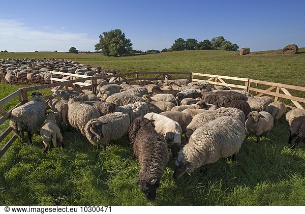 Gepferchte Schafe  Schwarzkopfschafe auf der Weide  Mecklenburg-Vorpommern  Deutschland  Europa