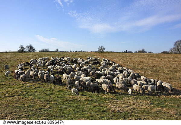 Gepferchte Schafherde im Morgenlicht auf einer Weide