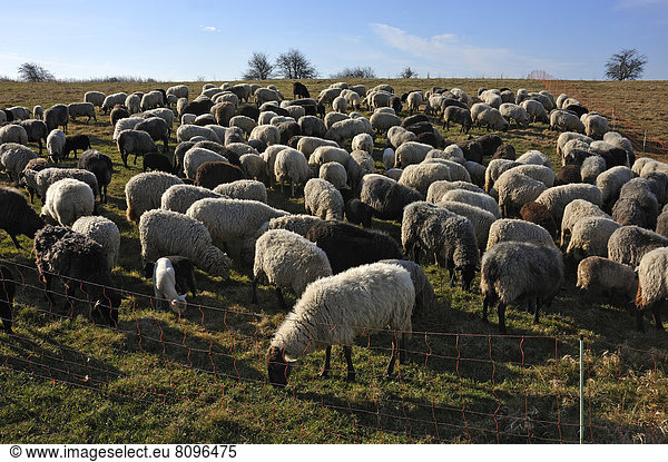 Gepferchte Schafherde im Morgenlicht auf einer Weide