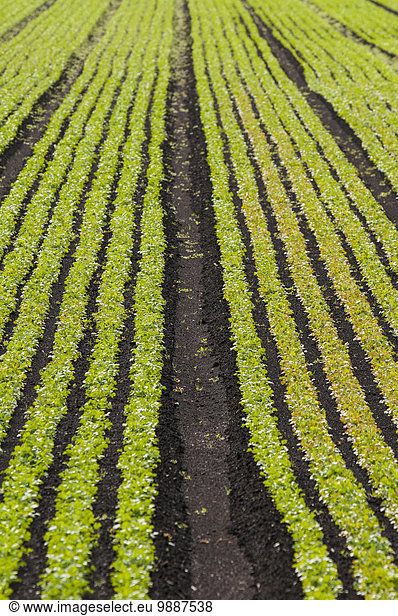 Gepflügtes Feld Nutzpflanze Bauernhof Hof Höfe Feld anpflanzen British Columbia Kanada Surrey