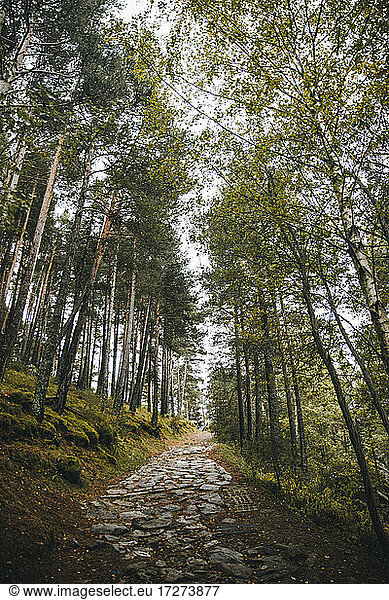 Gepflasterter Fußweg im Herbstwald