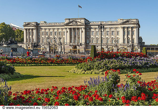 Geraniums  Buckingham Palace  London  England  United Kingdom