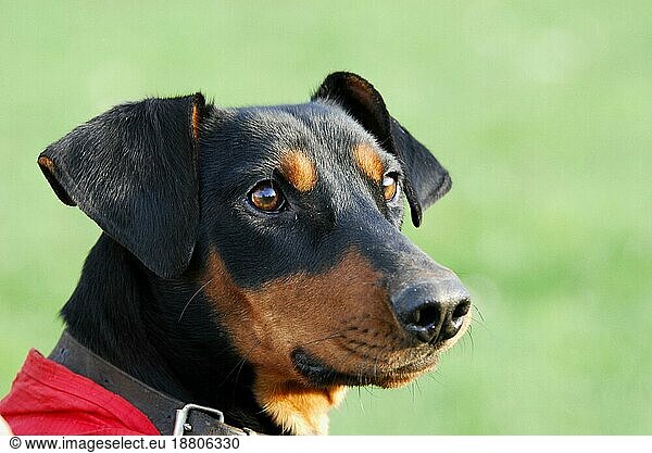 German Pinscher  smooth-coated  black with red markings  endangered breed 2003  portrait  FCI  Standard No. 184  German Pinscher  smooth-coated  black with red markings  endangered breed 2003  domestic dog (canis lupus familiaris)