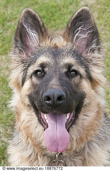 German shepherd (Canis lupus familiaris)  long-haired puppy  6 months old