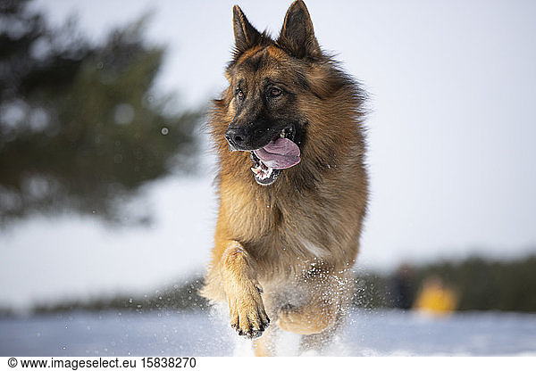 German shepherd dog in snowy landscape.