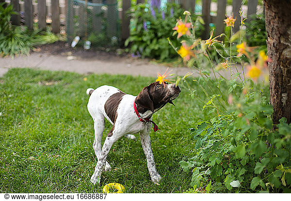 German Shorthaired Pointer puppy outside during the spring