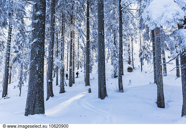 Germany,  Bavaria,  Bohemian Forest in winter,  snowshoeing