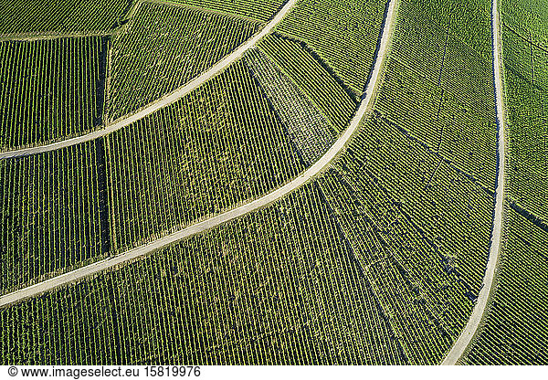 Germany,  Bavaria,  Drone view of green vast vineyard in summer
