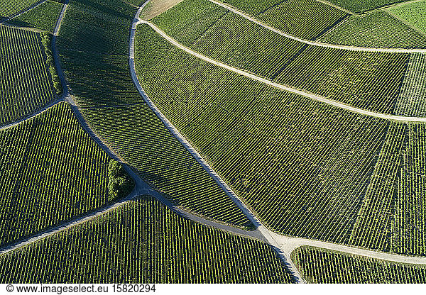 Germany,  Bavaria,  Drone view of green vast vineyard in summer