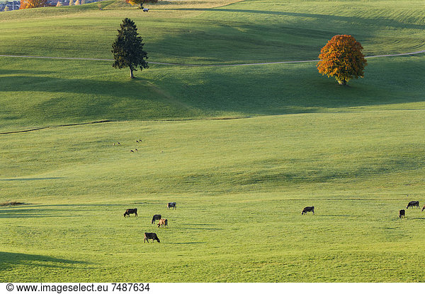 Germany, Bavaria, View of pasture at Ussenburg