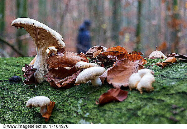 Germany,  Bavaria,  Wurzburg,  Tree oyster mushroom (Pleurotus ostreatus) growing on tree trunk