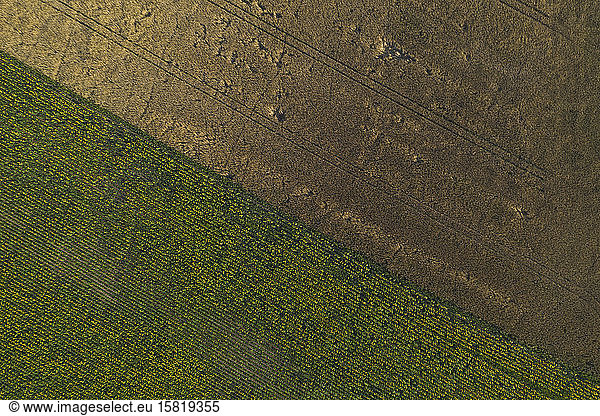 Germany,  Brandenburg,  Drone view of sunflower field