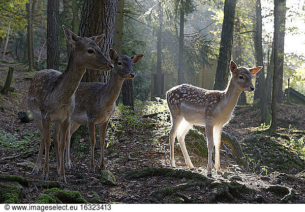 Germany,  Furth im Wald,  fallow deers at wildlife park