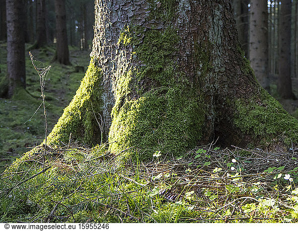 Germany,  Mossy tree trunk in Upper Palatinate Forest