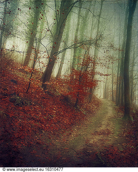 Germany,  North Rhine-Westphalia,  Solingen,  Forest path in autumn,  Textured effect