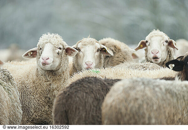 Germany,  Rhineland-Palatinate,  Neuwied,  flock of sheep standing on snow covered pasture
