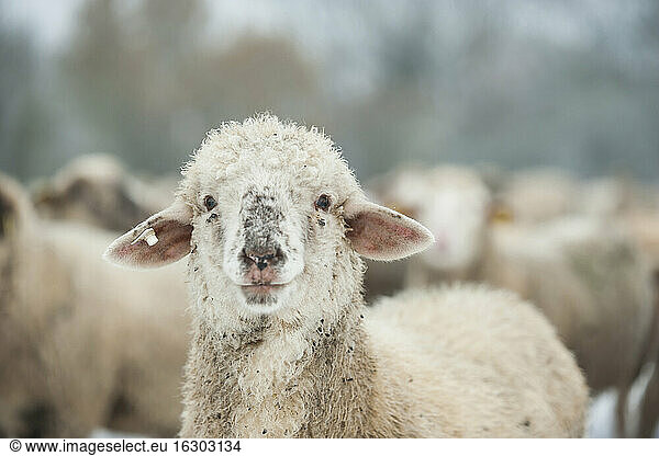 Germany,  Rhineland-Palatinate,  Neuwied,  portrait of sheep in front of flock of sheep