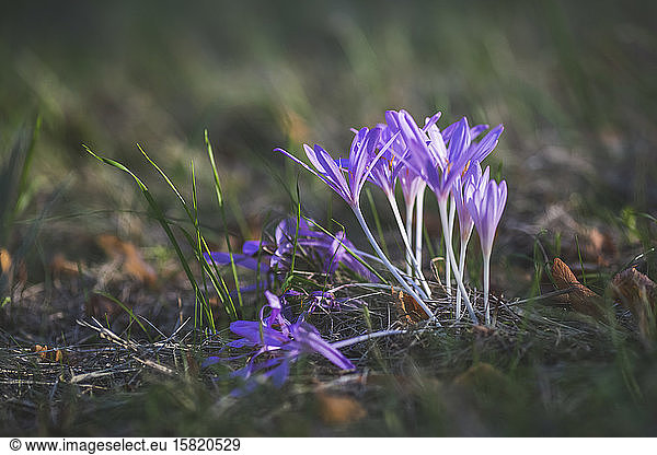 Germany  Autumn crocuses (Colchicum autumnale) blooming in grass