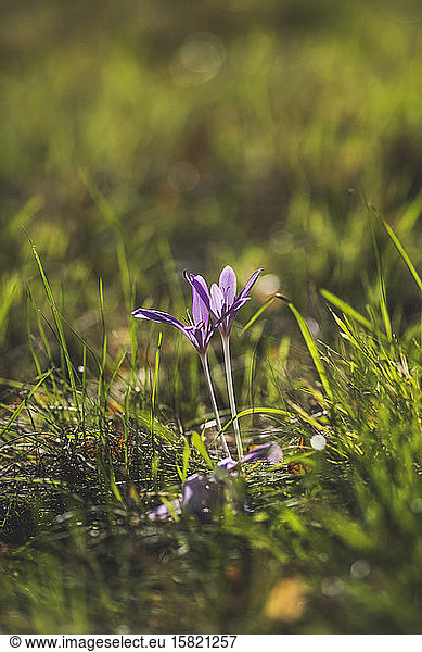 Germany  Autumn crocuses (Colchicum autumnale) blooming in grass