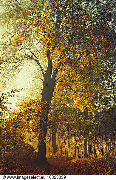 Germany  autumn forest at morning sunlight