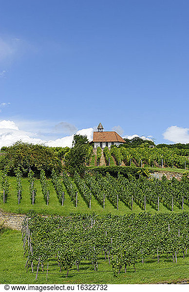 Germany  Bad Duerkheim  vineyard with chapel on Michaelsberg