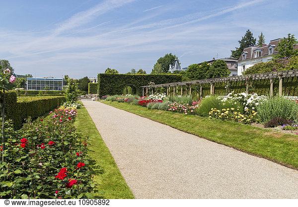 Germany  Baden-Baden  Lichtentaler Allee  park with roses in summer
