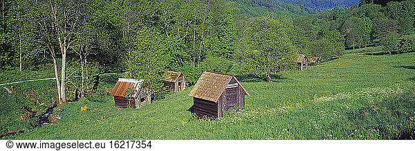 Germany  Baden-Württemberg  Schwarzwald  Barns in pasture