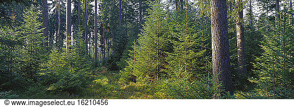 Germany  Baden-Württemberg  Schwarzwald  Coniferous forest