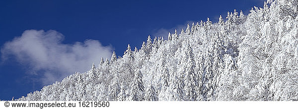 Germany  Baden-Württemberg  Schwarzwald  Feldberg  Winter forest