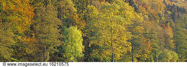 Germany  Baden-Württemberg  Schwarzwald  Sulz  forest in autumn