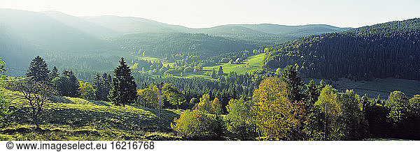 Germany  Baden-Württemberg  Schwarzwald  Woodland  Feldberg in background
