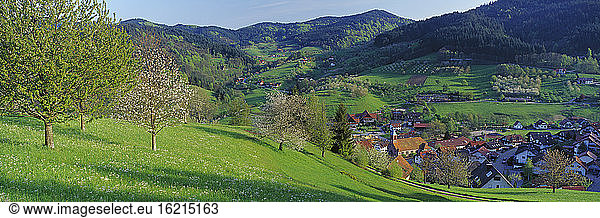 Germany  Baden-Württemberg  Seebach  Cherry blossom in foreground